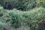 Climbing false buckwheat